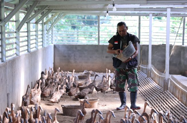PTBA Ubah Eks PETI Jadi Sentra Itik Petelur, Rimba Farm Produksi 200 Telur Omega per Hari